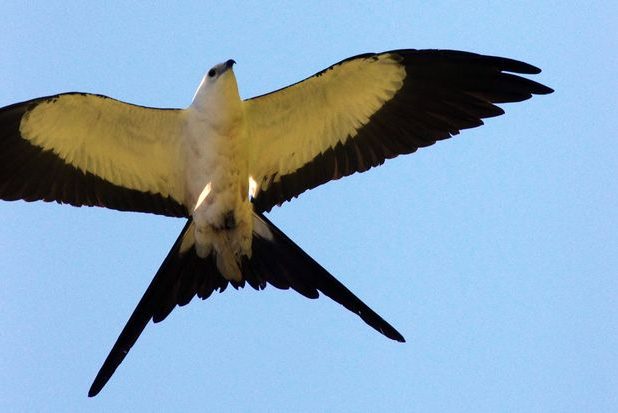 Schwalbenweih (Elanoides forficatus)