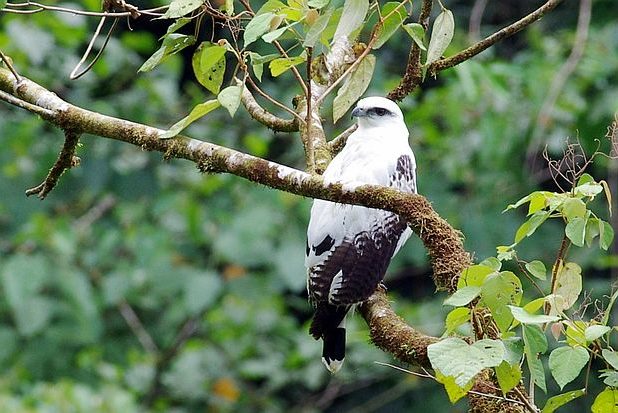 Schneebussard (Leucopternis albicollis)