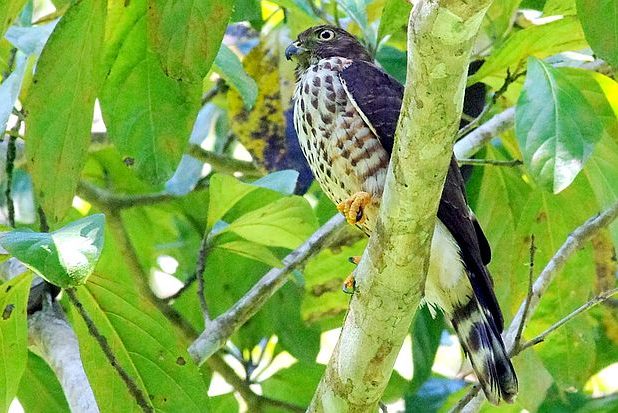 Doppelzahnweih (Harpagus bidentatus)