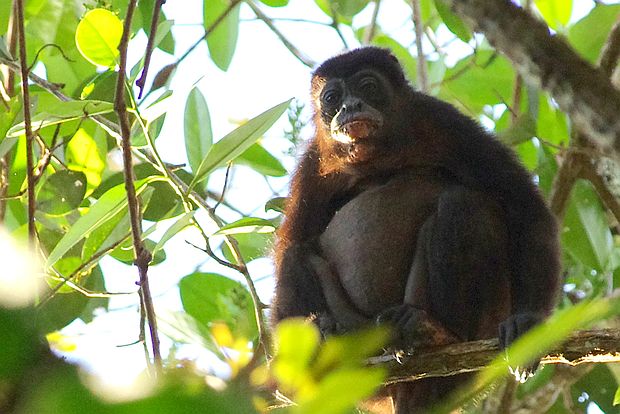Mantelbrüllaffe (Allouatta Palliata)