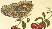 Detail aus Maria Sibylla Merians Buch „Metamorphosis insectorum Surinamensium“