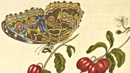 Detail aus Maria Sibylla Merians Buch „Metamorphosis insectorum Surinamensium“