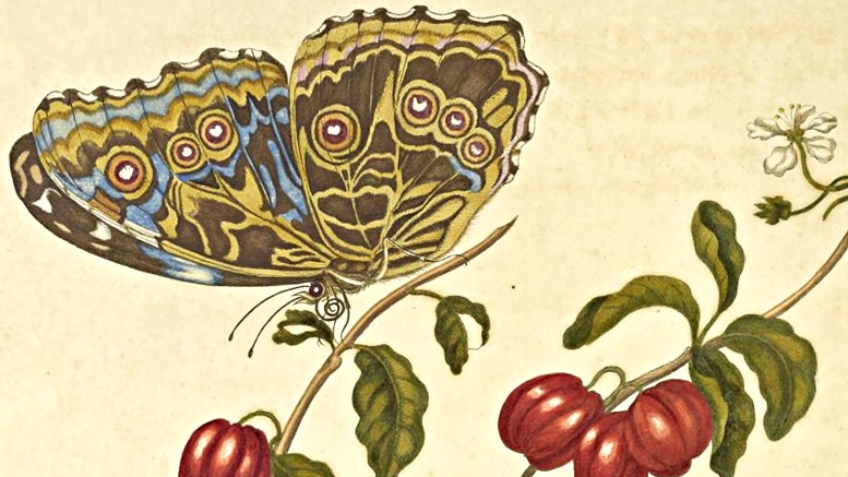 Detail aus Maria Sibylla Merians Buch „Metamorphosis insectorum Surinamensium“