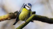 Blaumeise