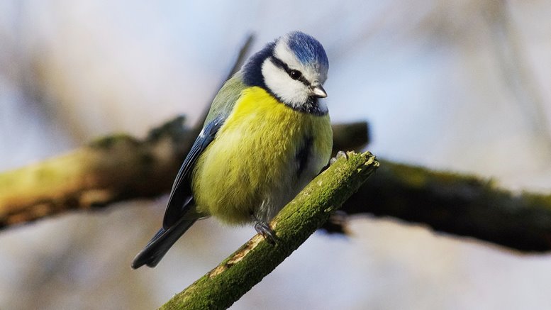 Blaumeise