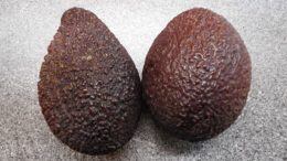 Avocados