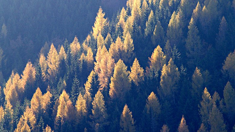 Waldimpressionen. Alle Fotos: K. Holzer