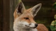 Foto: Peter Trimming, Wikipedia