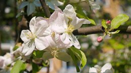 Apfelblüte (Foto: Jörg Hempel / Wikimedia Creative Commons)