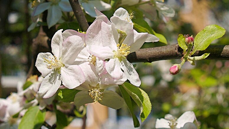 Apfelblüte (Foto: Jörg Hempel / Wikimedia Creative Commons)